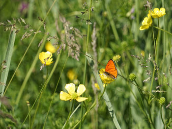 Close-up of butterfly pollinating on flower