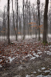 Bare trees in forest during winter