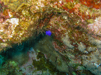 View of fish underwater