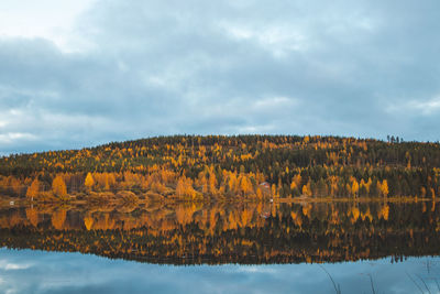 Autumn fairy tale in kainuu, finland. the colourful deciduous trees play with colours