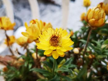 Close-up of yellow flowering plant