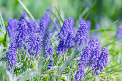 Blue grape hyacinth, muscari armeniacum flowers in flowerbed