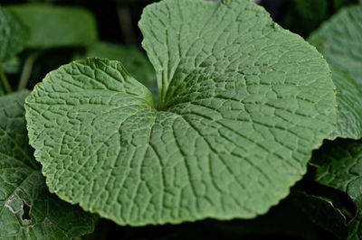 Close-up of wasabi plant