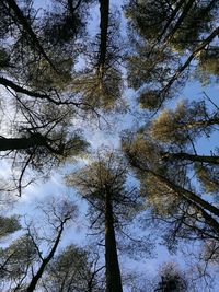 Low angle view of tree against sky