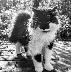 Cat standing on field