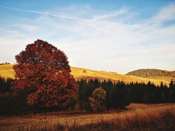 Trees on field against sky during autumn