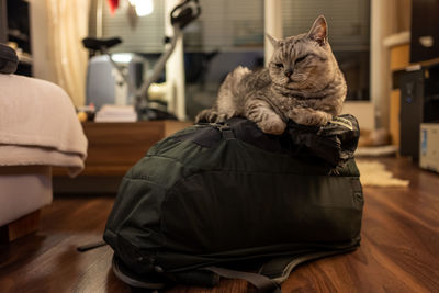 Cat resting on hardwood floor