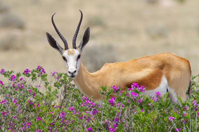 View of deer on field