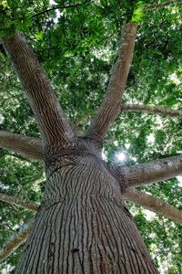 Low angle view of wooden tree in forest