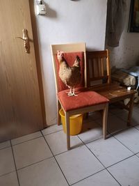 Cat sitting on floor at home