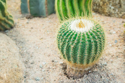 High angle view of cactus plant