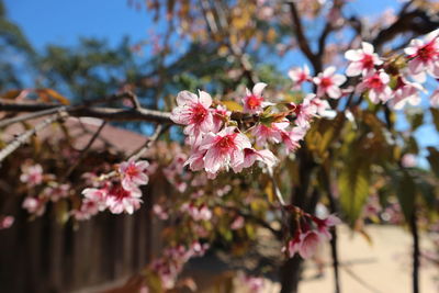 Close-up of pink cherry blossom tree