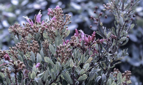 Close-up of pink flowering plant