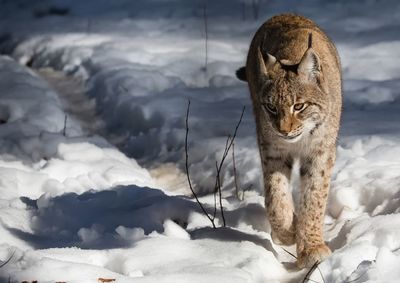 Cat relaxing in snow