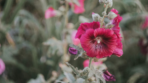 Close-up of pink flowering plant