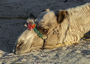 View of an animal resting on land