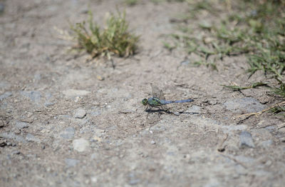 High angle view of insect on field