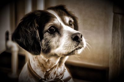 Close-up of dog at home