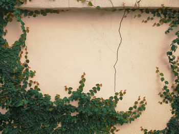 Close-up of ivy growing on plant