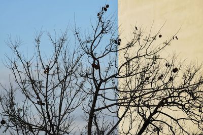 Low angle view of bird perching on bare tree against sky