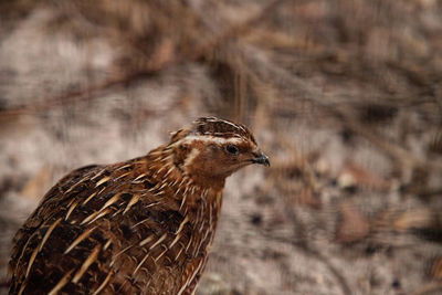 Northern bobwhite quail bird colinus virginianus is a small, brown ground-dwelling bird.