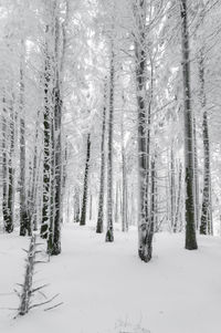 Trees on snow covered field