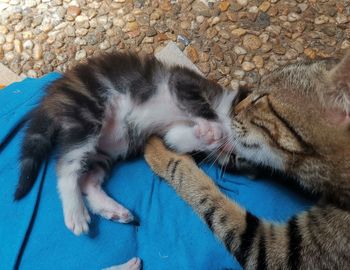 High angle view of cat sleeping