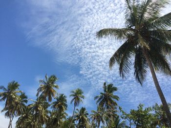 Low angle view of palm trees against sky