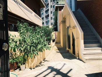 Potted plants in city