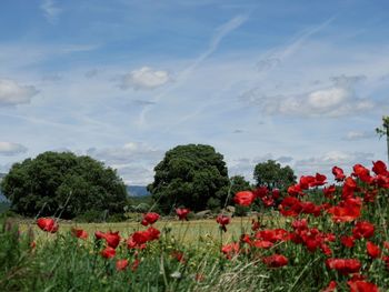 Red poppy flowers blooming against sky