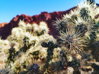 Close-up of wilted cactus