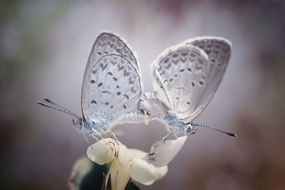 Cute little white butterfly bog copper sp. with lovely colorful background