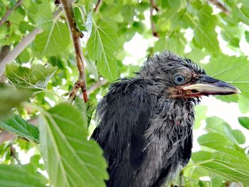 Close-up of bird perching on a tree