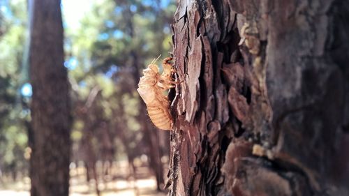 Close-up of bee on tree trunk