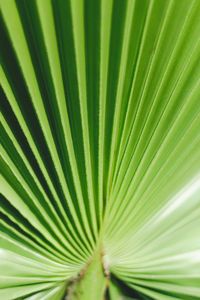 Full frame shot of palm leaf