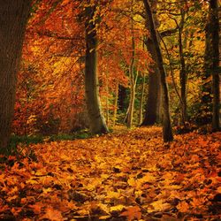 Autumn leaves on tree trunk