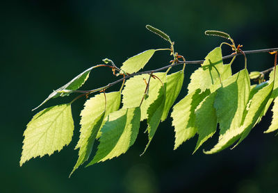 Close-up of birch tree leaves