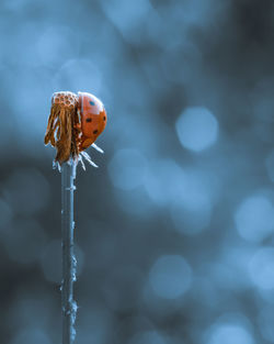 Close-up of ladybug on flower