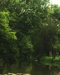 Trees growing by river