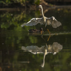 Birds flying over lake