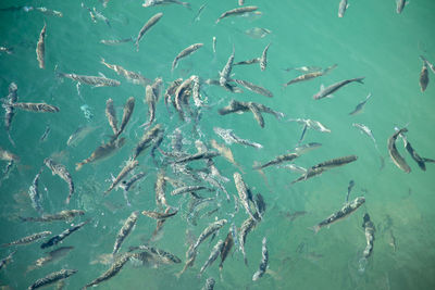 High angle view of fishes swimming in sea