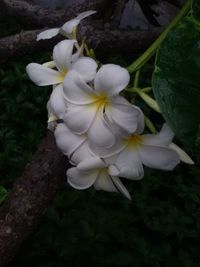 Close-up of white flowers blooming outdoors