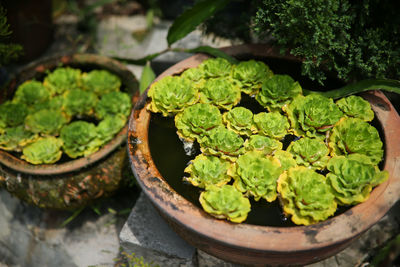 High angle view of potted plant