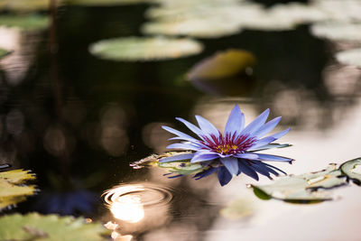 Purple lotus flower with sunset bokeh