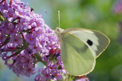 Close-up of butterfly pollinating on flower