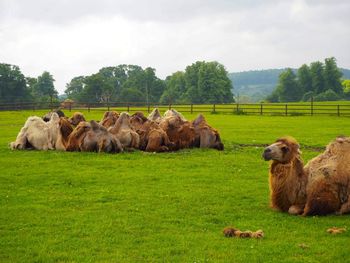 Camels relaxing on grassy landscape