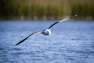 Bird flying over sea