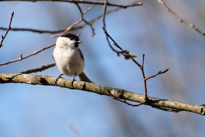 Bird perching on branch