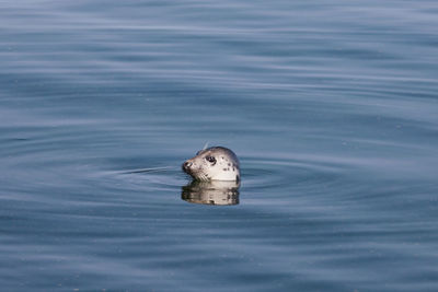 Gery seal in wild nature swimming in baltic sea