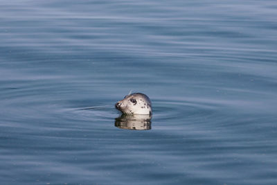 Duck swimming in lake